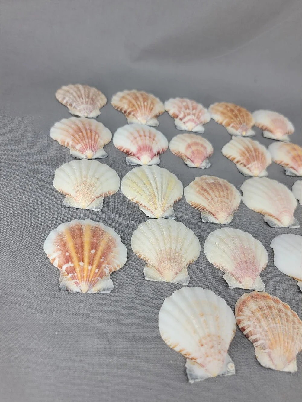 Scallop Shell Seashell Crafts Coastal Beach Decor Miscellaneous Lot